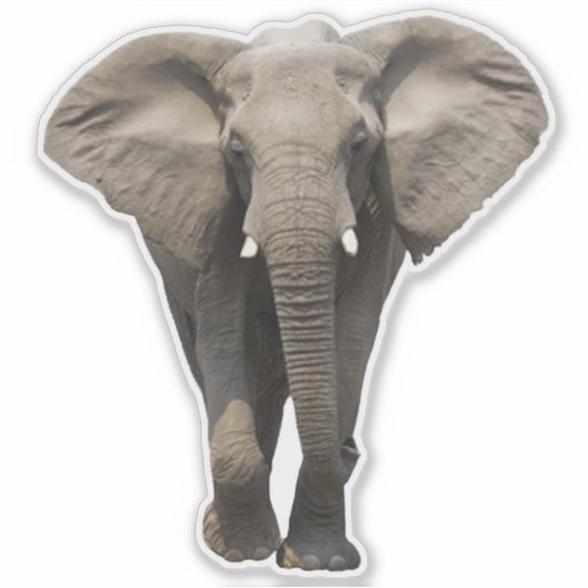 東南アジアゾウ シール (正面)