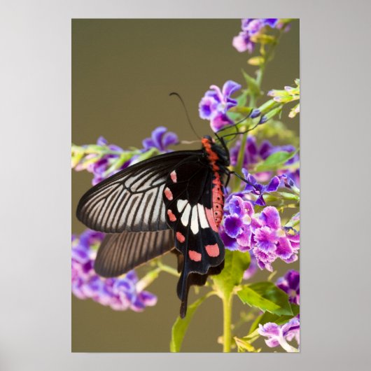東南アジア、タイ、ドーイインタノン、Papilio ポスター (正面)