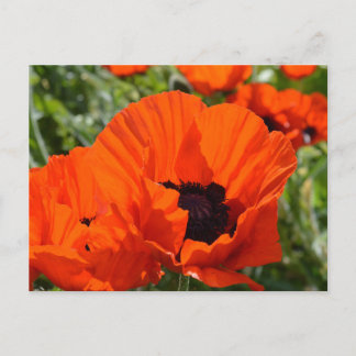 東方罂粟(Papaver orientale) ポストカード