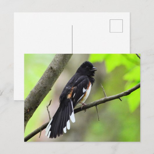 東方葉書 ポストカード (正面/裏面)