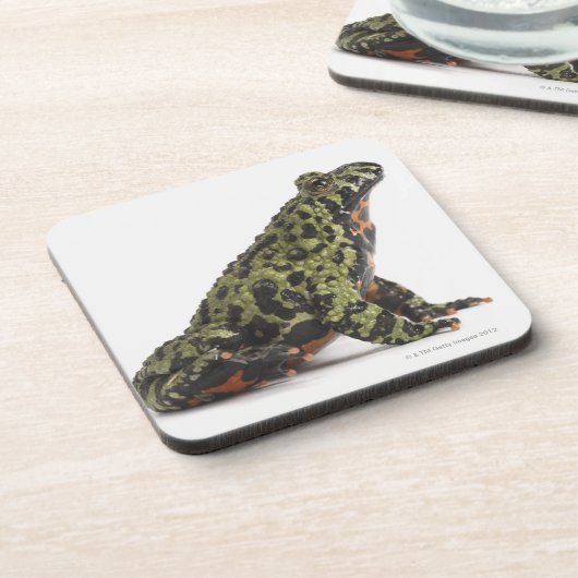 東洋の火によって膨らまされるヒキガエルの側面図 コースター (左側)