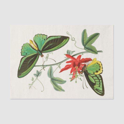 東洋昆虫学書第XII号 薄葉紙 (正面)