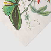 東洋昆虫学書第XII号 薄葉紙 (詳細)