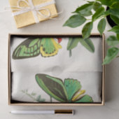 東洋昆虫学書第XII号 薄葉紙 (ギフト)