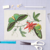 東洋昆虫学書第XII号 薄葉紙 (クラフト)