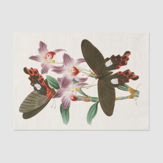 東洋昆虫学Pl III内閣 薄葉紙 (正面)