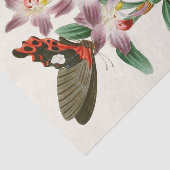 東洋昆虫学Pl III内閣 薄葉紙 (詳細)