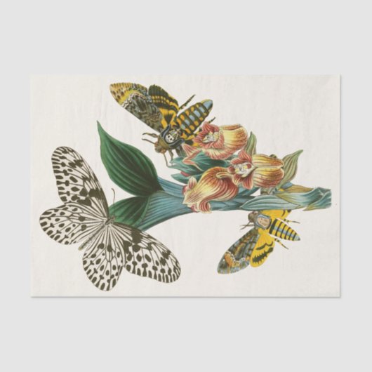 東洋昆虫学Pl XLI内閣 薄葉紙 (正面)