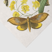 東洋昆虫学PlXXIX内閣 薄葉紙 (詳細)