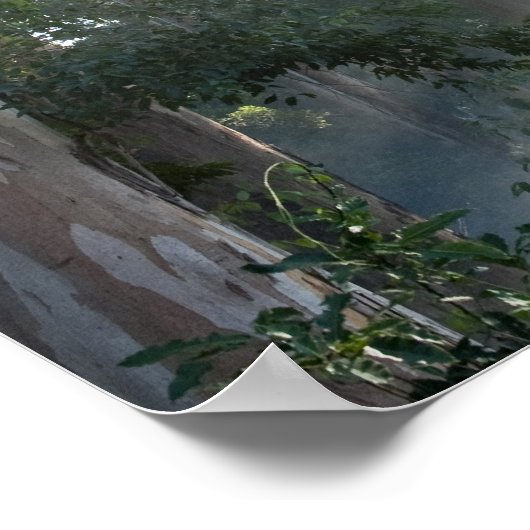 東海の熱帯雨林のガムの木(ユーカリ) ポスター (角)