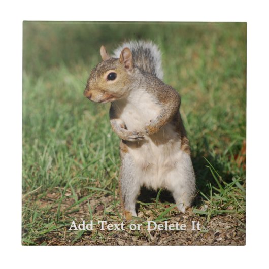 東灰色リスのタイル タイル (正面)