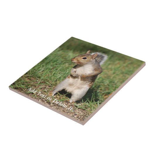 東灰色リスのタイル タイル (側面)