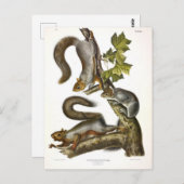 東灰色リス(渡りリス)オードボン ポストカード (正面/裏面)