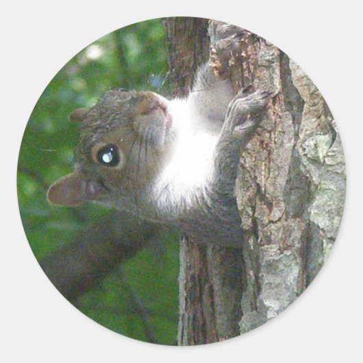 東灰色リス(Sciurus carolinensis)項目 ラウンドシール (正面)