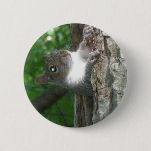 東灰色リス(Sciurus carolinensis)項目 缶バッジ