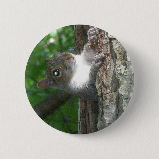 東灰色リス(Sciurus carolinensis)項目 缶バッジ (正面)