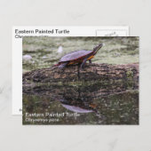 東色彩の鮮やか亀 ポストカード (正面/裏面)