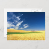 東部のパルーズで小麦の収穫 ポストカード (正面/裏面)