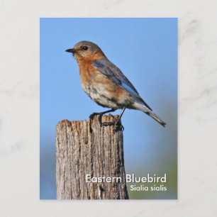 東部Bluebirdはがき ポストカード