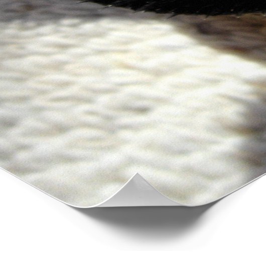 東髭ドラゴン – Pogona barbata ポスター (角)