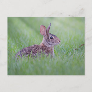 東Cottontail ポストカード