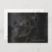 松の中で ポストカード (正面/裏面)