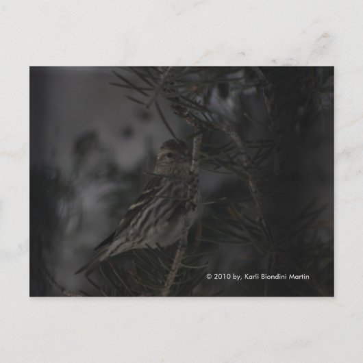 松の中で ポストカード (正面)