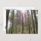 松の中の日光 ポストカード (正面/裏面)