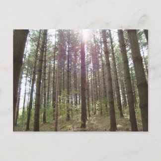 松の中の日光 ポストカード