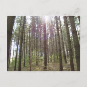 松の中の日光 ポストカード (正面)