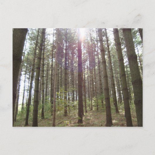 松の中の日光 ポストカード (正面)