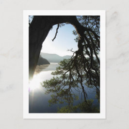 松の傾き：フライヤーズクラッグ、ダーウェントーター葉書 ポストカード