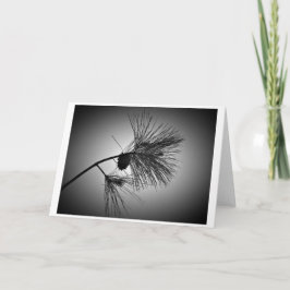 松の円錐枝 – ノワール，カード カード