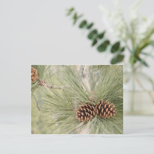 松の円錐葉書 ポストカード (スタンド正面)