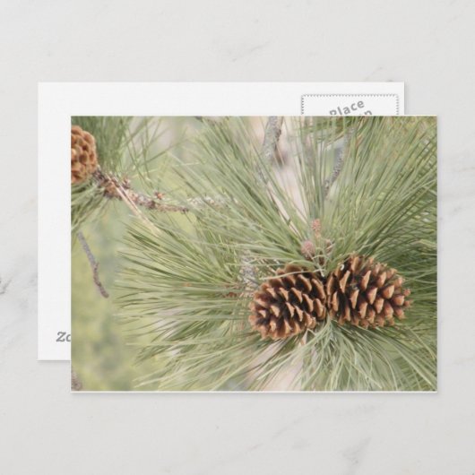 松の円錐葉書 ポストカード (正面/裏面)