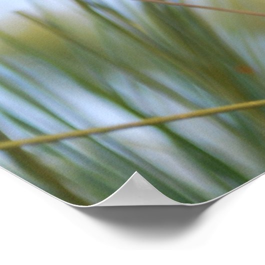 松の円錐 ポスター (角)