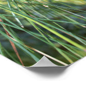 松の円錐 ポスター (角)