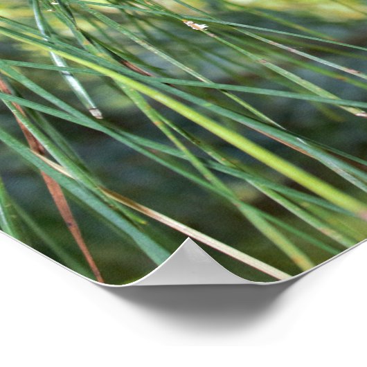 松の円錐 ポスター (角)