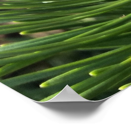 松の新芽 ポスター (角)