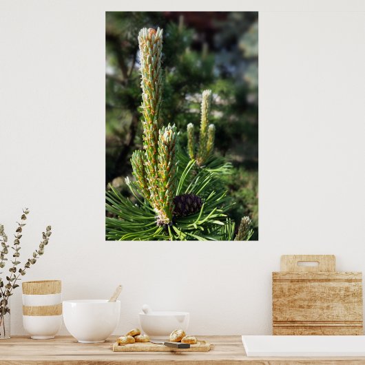 松の新芽 ポスター (キッチン)