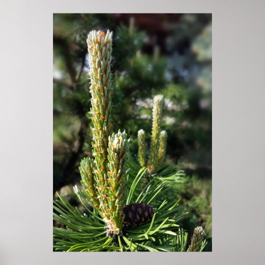 松の新芽 ポスター (正面)