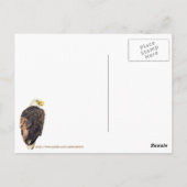 松の木にハゲのワシ ポストカード (裏面)