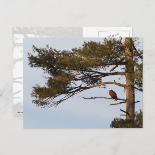 松の木に生えた禿鷲 ポストカード (正面/裏面)