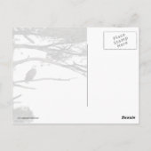 松の木に生えた禿鷲 ポストカード (裏面)