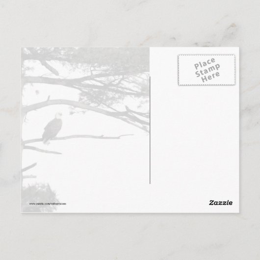 松の木に生えた禿鷲 ポストカード (裏面)