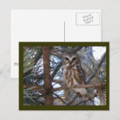 松の木に生えるオオウム ポストカード (正面/裏面)