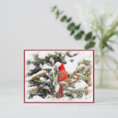 松の木のカーディナル ポストカード (スタンド正面)