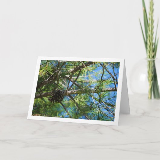 松の木のトウモロコシ カード (正面)