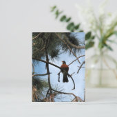 松の木のロビン ポストカード (スタンド正面)