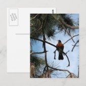 松の木のロビン ポストカード (正面/裏面)